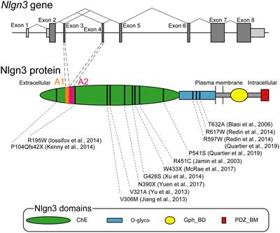 Neuroligin-3: A Circuit-Specific Synapse Organizer That Shapes Normal Function and Autism Spectrum Disorder-Associated Dysfunction